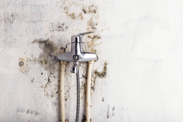 Best Mold Removal Company Near Me  in Yorkvle, IL