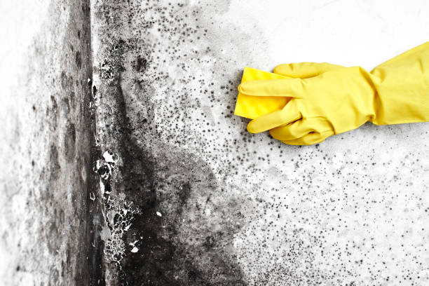 Best Mold Cleaning Services  in Yorkvle, IL