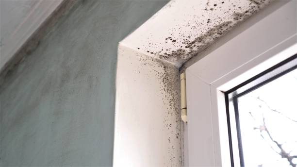 Best Mold Damage Repair  in Yorkvle, IL