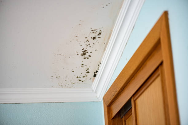 Office Mold Removal Services in Yorkville, IL