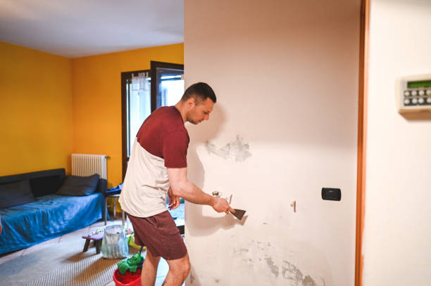 Best Black Mold Removal  in Yorkvle, IL