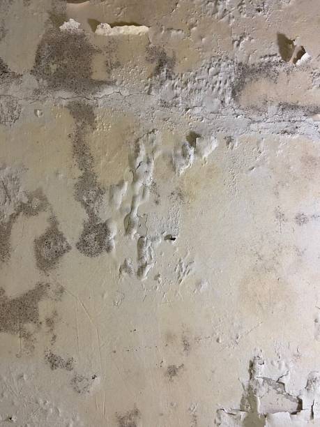 Best Emergency Mold Removal  in Yorkvle, IL