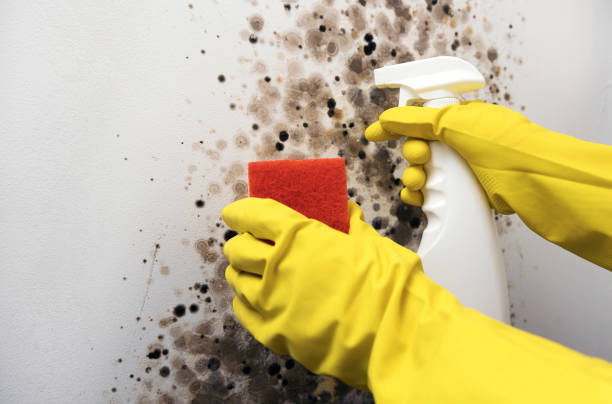 Best Mold Removal Near Me  in Yorkvle, IL