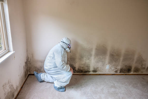 Yorkville, IL Mold Removal Company