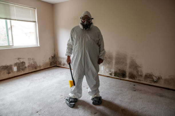 Best Home Mold Removal  in Yorkvle, IL