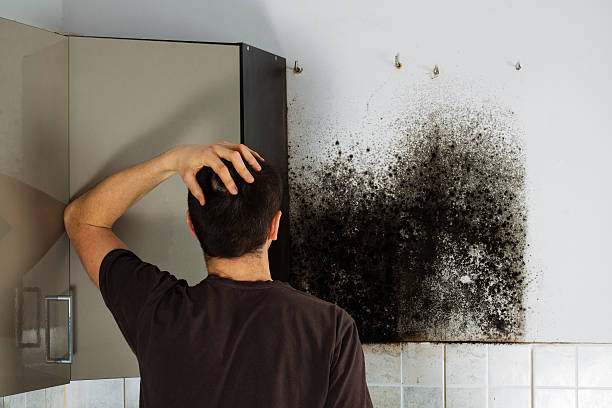 Best Mold Remediation  in Yorkvle, IL