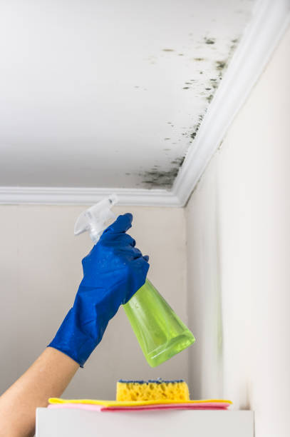 Best Office Mold Removal Services  in Yorkvle, IL