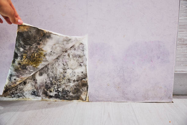 Best Local Mold Removal Service  in Yorkvle, IL